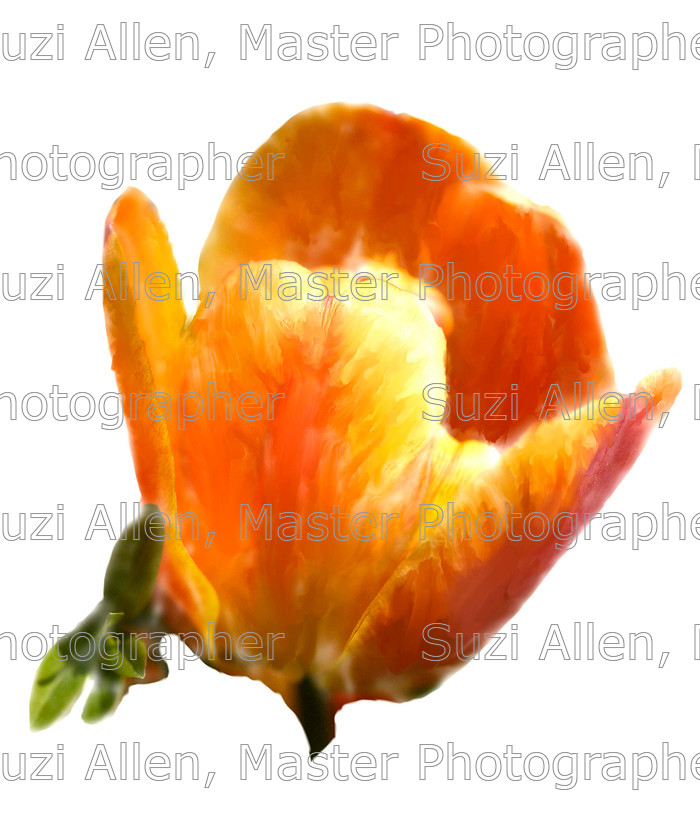 Tulip-orange- 
 Orange Tulip Fine Art print