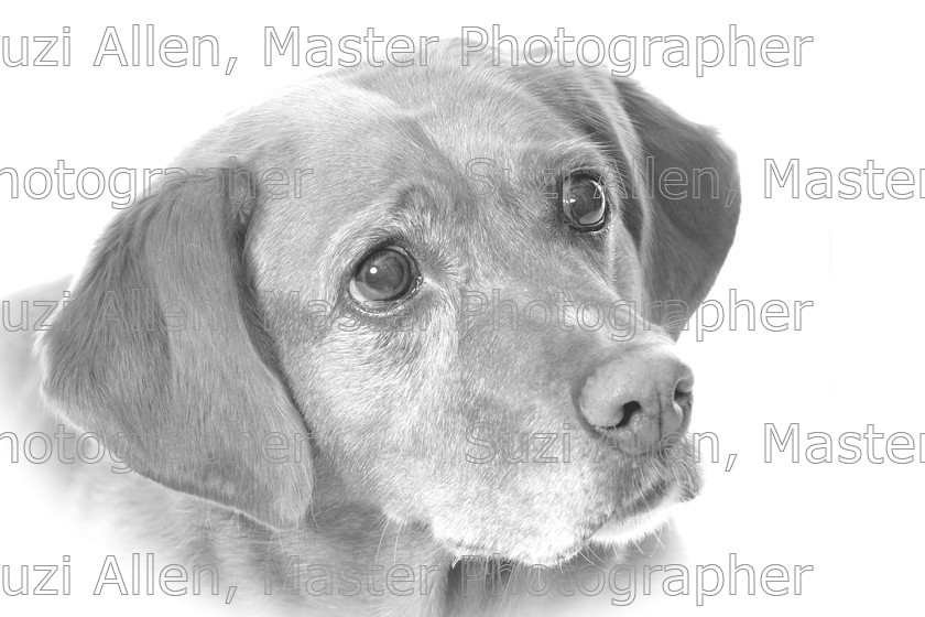 Labrador 
 Labrador Fine Art print