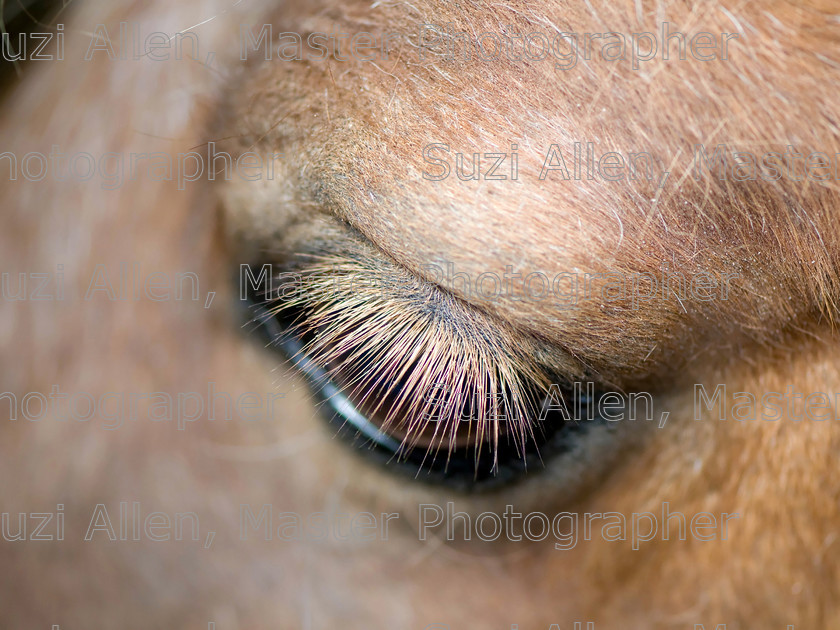 Shetland-Pony 
 Shetland Pony