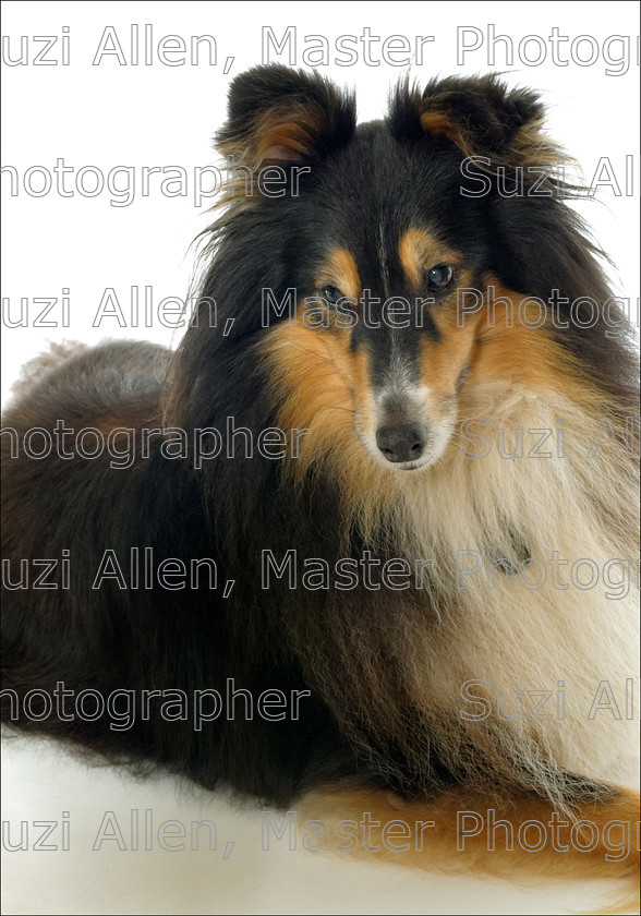 Dark-Sheltie 
 Dark Sheltie Fine Art print