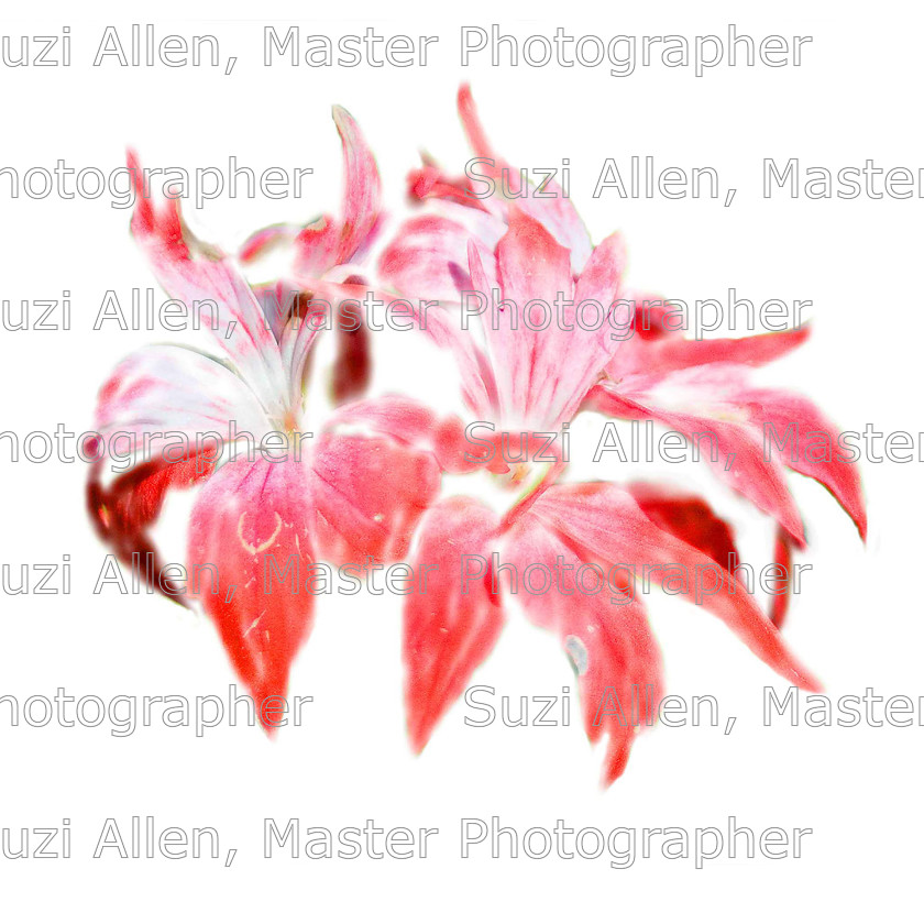 Red-flower 
 Red Flower Fine Art print