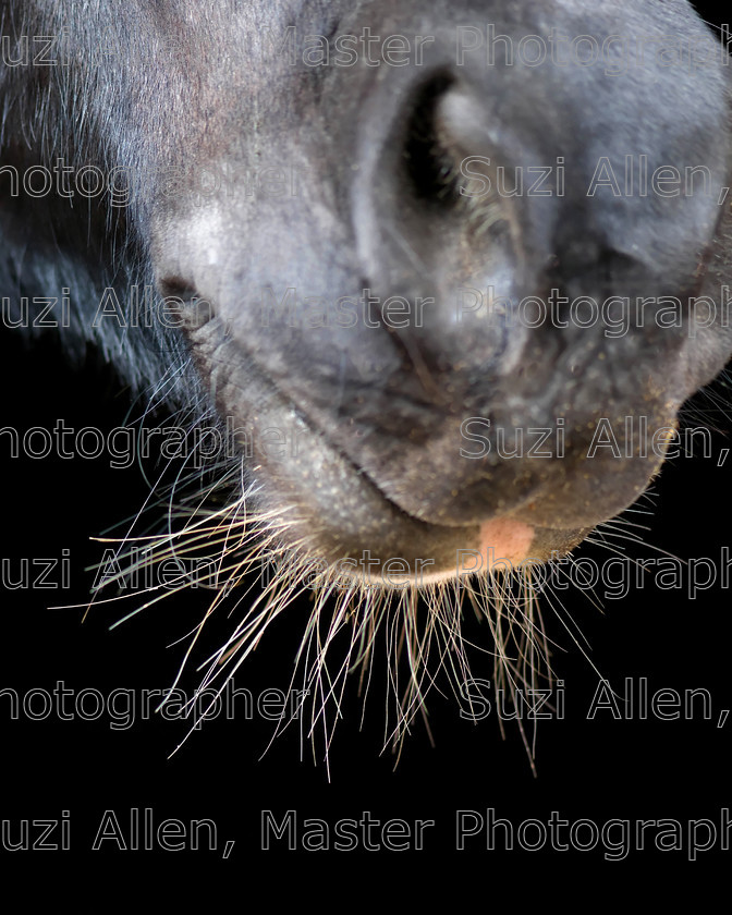 Whiskers 
 Whiskers Fine Art print