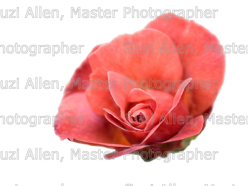 red-rose 
 Red Rose Fine Art print