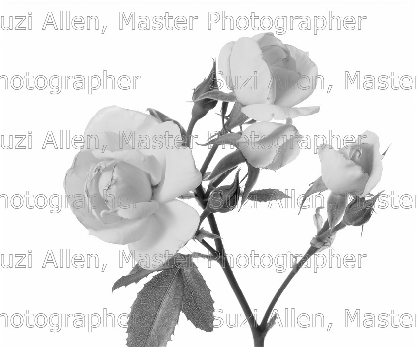 Spray-Rose 
 Spray Rose Fine Art print