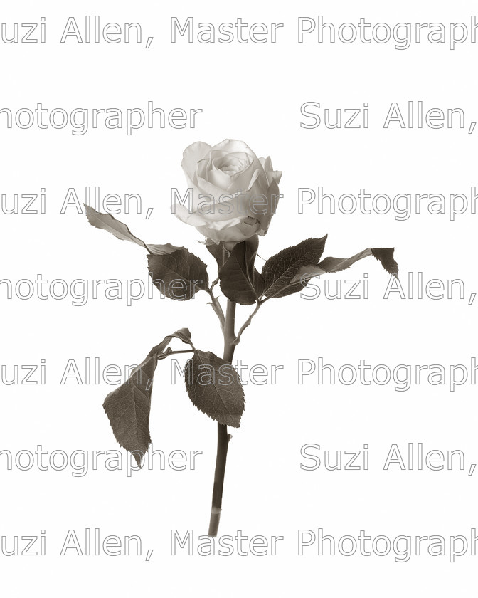 Single-Stem 
 Single stem Fine Art print