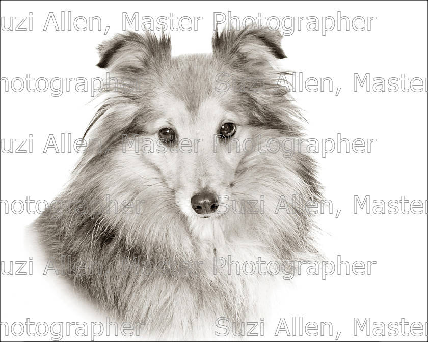 Sheltie- 
 Sheltie Fine Art print