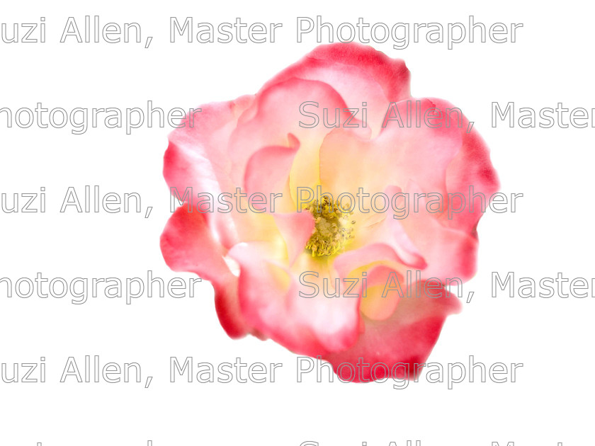 pink-rose-open 
 Pink rose open fine Art print