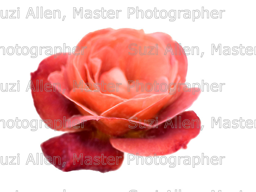 Orange-rose 
 Orange Rose Fine Art print